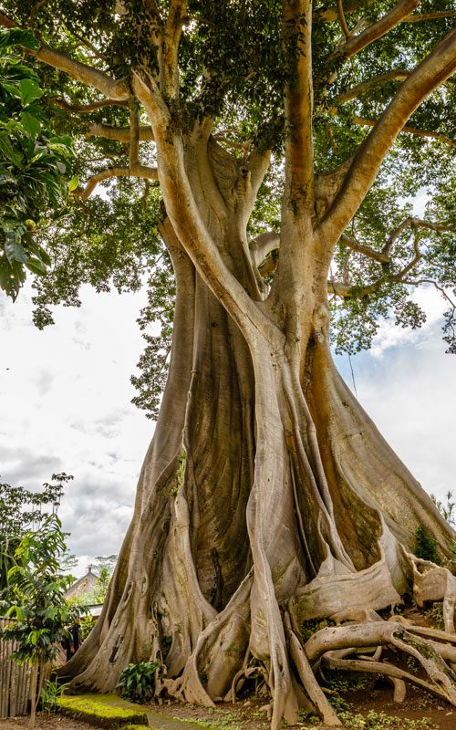 ceiba ceiba