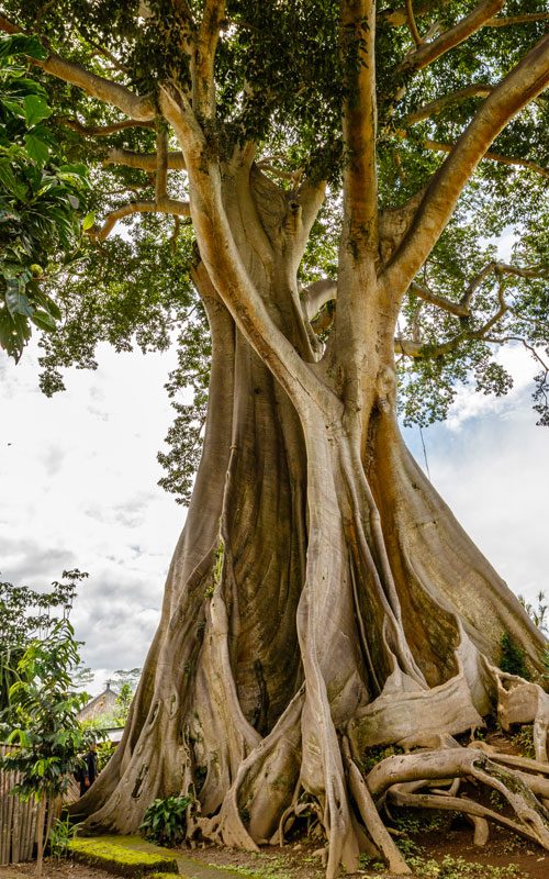 ceiba